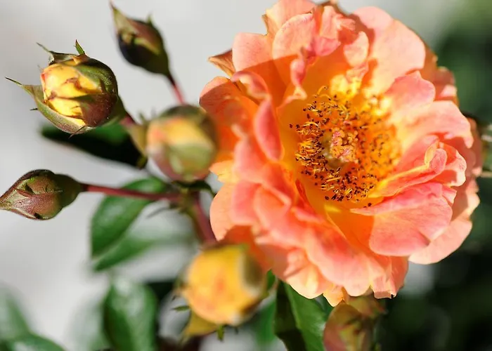 Gaestehaus Krappel ベッド・アンド・ブレックファスト